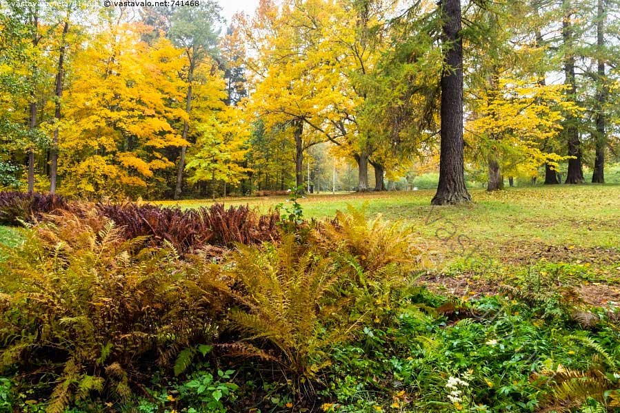 Syysasuinen Mets&auml;vaahtera